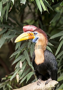 動(dòng)物,鳥,色彩繽紛