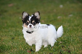 動物,狗,小狗