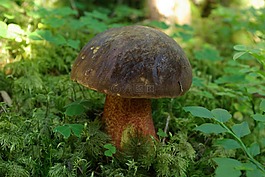schusterpilz,森林,性質(zhì)