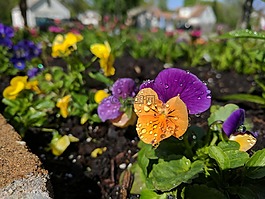 花,橙色,紫色