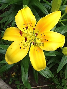 百合,黃色,花