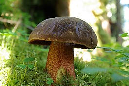 schusterpilz,森林,性質(zhì)