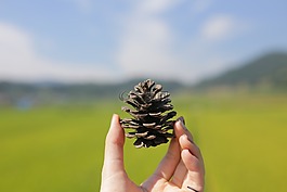 松塔,稻田,手