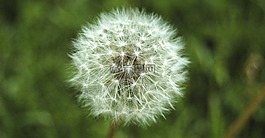 蒲公英,花,授粉