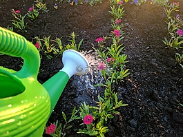 澆水,花,紫色