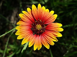 毯子花,花,火輪