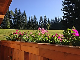 奧地利,花卉,山