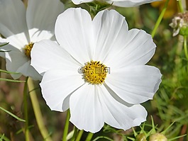 花,白色的花,白宇宙