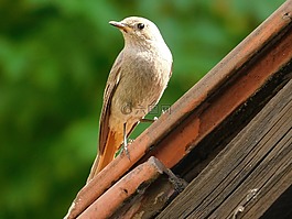 ?ltochvost房子,phoenicurus ochruros,鳥
