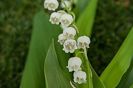鵝口瘡,響鈴,鮮花