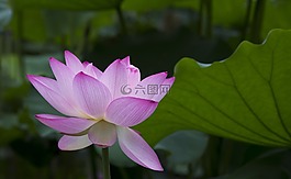 蓮花,美麗,好
