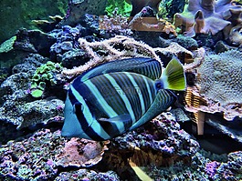 魚,異國情調(diào),動(dòng)物