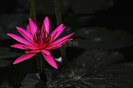 蓮花,紅色,黑