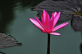 蓮花,水,紅色