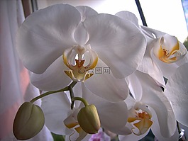蘭花,開花,白