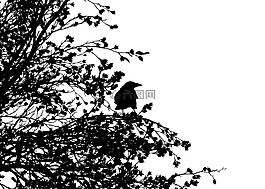 鳥,腐尸烏鴉,烏鴉