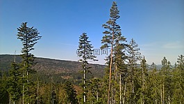 藍色,天空,樹