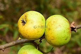 蘋(píng)果,樹(shù),水果