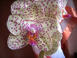 蘭花,開花,關(guān)閉