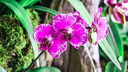 蘭花,紫色,水華