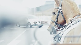 車,馬,馬頭