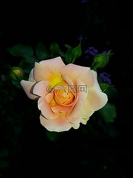 玫瑰,花,三文魚