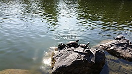 红耳湖龟,红色,湖