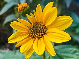 黄色花,花瓣,黄色