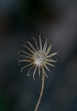 花,秋,死
