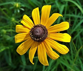 花,黃色花,野花
