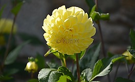 黃色的花,大麗花,綠色的葉子