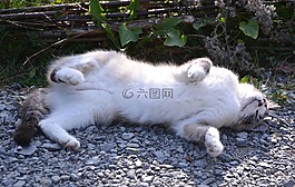 貓咪趴在地上,貓科動物,國內(nèi)動物