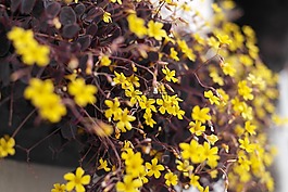 黃色花,花園,花卉園