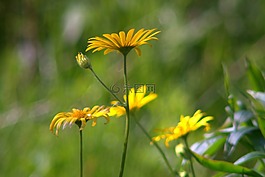 鮮花,花園,黃色