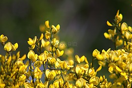 鮮花,黃色,灌木