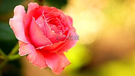 玫瑰,粉紅色,花