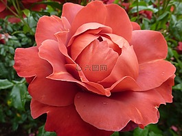 玫瑰,植物區(qū)系,花