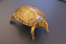 龜,動(dòng)物,特寫