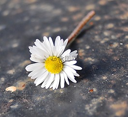 雛菊,自然,透視