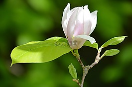 玉蘭,和諧,粉紅色