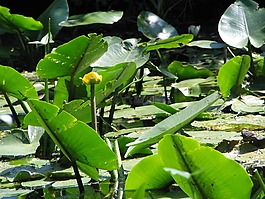 水,花,水生植物