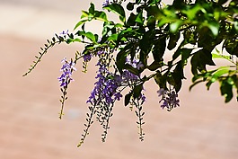自然,植物區(qū)系,葉