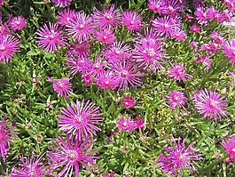 鲜花,背景,春天