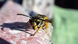 蜜蜂,黄色,昆虫