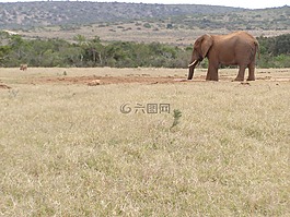 大象,喝酒,野生動物園