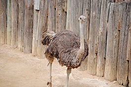 鴕鳥,巨鳥,鳥