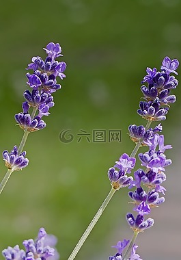 熏衣草,紫,開(kāi)花