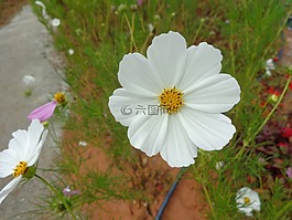 白,花,越南