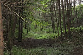 森林,陰沉,樹木