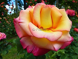 玫瑰,植物區(qū)系,花